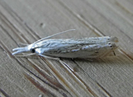 Small White Grass-veneer